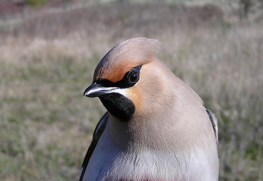 Bohemian Waxwing, Sundre 20050513